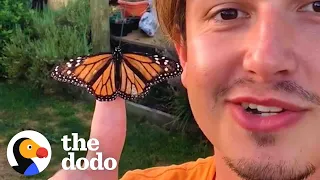 Guy Raises Caterpillars Into Monarch Butterflies | The Dodo