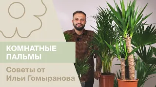 Комнатные пальмы | Советы от Ильи Гомыранова