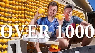 How Much Electricity Can 1000 Lemons Make?