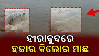 Fish Weighing Almost 1000 kgs Spotted In Hirakud Dam At Sambalpur || KalingaTV