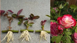 Propagate roses from cuttings very fast | with 100% success