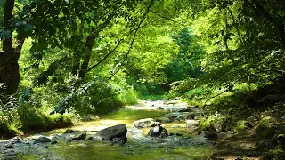 청량하고 푸른 계곡 물소리, 깊은 숲 속 시원한 여름 계곡 ASMR 🌿 편안한 자연의 소리, 휴식 수면 집중 공부 작업