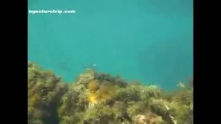 Черно море, гмуркане на шнорхел при Варвара/ Black sea, snorkel diving