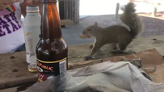 Funny squirrel steals nuts