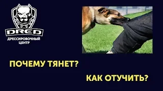 Почему собака тянет за штаны, как отучить?