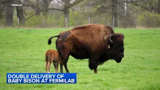 Batavia Fermilab delivers 2 baby bison | See herd on live bison cam