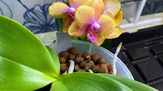 Орхидеи готовятся к летнему цветению 🤗
