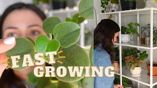 Fast Growing Indoor Plants! | My Fastest Growing Houseplants!