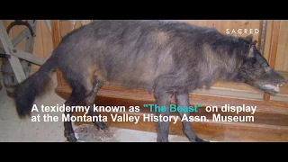 Mysterious Wolf-like Creature Shot in Montana - May 16, 2018