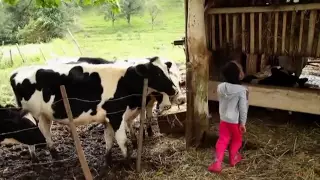 Força da agricultura familiar na produção de leite é tema do Rural Contemporâneo