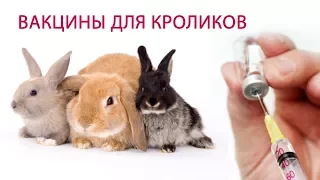 ВАКЦИНАЦИЯ КРОЛИКОВ (часть 2)  Какие болезни прививать и какие вакцины для кроликов выбрать