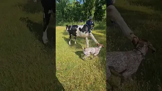 Cow kicks my dog in the head!!!!!!