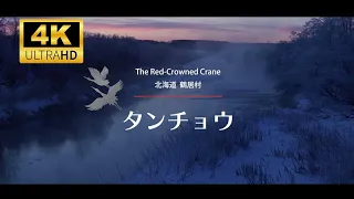 タンチョウ物語　北海道鶴居村 4K　＜Tale of the Red-Crowned Crane＞