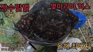 장수말벌..이정도 되야.장수구나.하죠#장수말벌