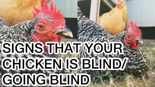 How To Tell if Your Chicken is Blind 🐓