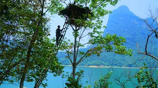 Solo Bushcraft: Build a shelter on top of a tall tree next to a lake. 365 days solo bushcaft.