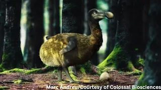 A Billion-Dollar Biotech Company Plans to Bring The Dodo Back to Life