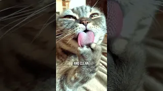 🐱Your Cat's Tongue is Weirder Than You Think 👅
