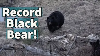 World Record Bear Caught on Camera! - WATCH TO THE END!