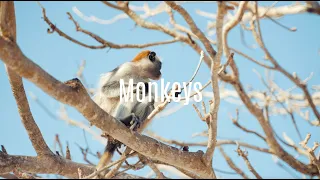 Monkeys