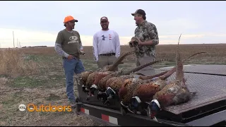 Hunting Pheasants and Bobwhites on the Kansas Prairie