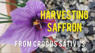 Harvesting Saffron from Autumn flowering Crocus Sativus