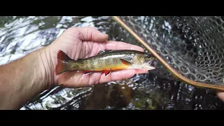 Fly Fishing the Great Smoky Mountain's Southern Appalachian Brook Trout