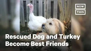 This Dog and Turkey Were Going to Be Food, Now They’re BFFs | NowThis