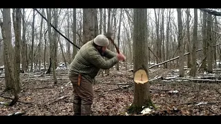 felling a tree with a restored vintage axe!