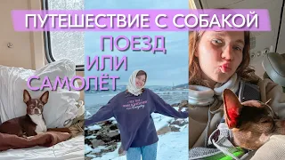 Плюсы и минусы путешествия с собакой на поезде и самолете — что выбрать?