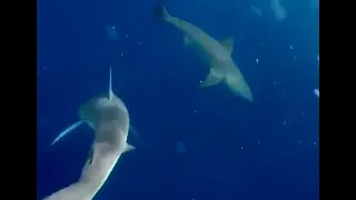 Дайвер с ножом против акул