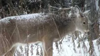 Houghton County Upper Peninsula Michigan Muzzeloader Deer Hunting - Lots of snow!