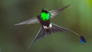#FlyingFriday: The Slow-Motion Art of Birds Flying