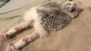 Owls sleep with their faces on the ground! animal documentary