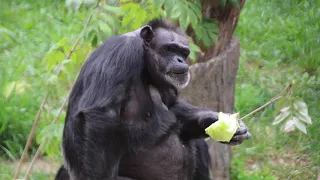 Baby Chimpanzee