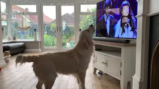 Opera Dog Singing with Sarah Brightman & Andrea Bocelli