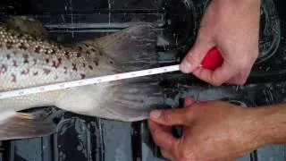 Missouri Brown Trout Record - measuring the length