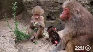 Baboon Baby Boom