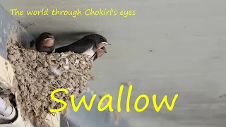 Swallow