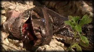 Alligator killed Python 01 Dangerous Animals