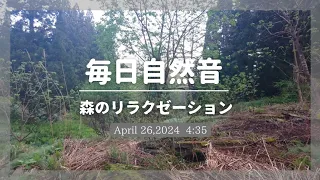 毎日自然音◻️森のリラクゼーション│ 2024.4.26│湧き水 蛙 野鳥│BGM│作業用│癒し