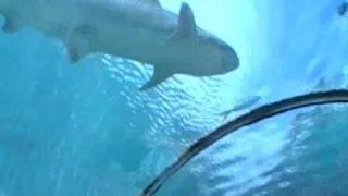 shark tunnel at atlantis
