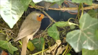 Rotkehlchen Nest