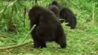 Bush meat market and baby gorilla victims - Apes in Danger - BBC wildlife