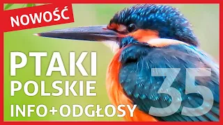 Ptaki Polskie - Nazwy, Wygląd i Odgłosy Ptaków (link do NOWEJ WERSJI w opisie!)