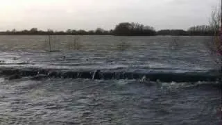 A Seal at RSPB Fen Drayton Lakes, Cambridgeshire. HD Video.