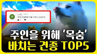 주인을 위해 모든 걸 바치는 강아지 TOP5