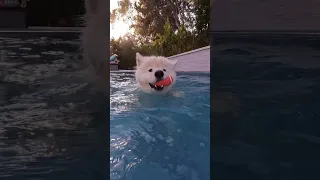 His paws underwater 😍 #dog #samoyed