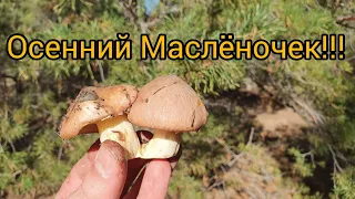 ОСЕННИЕ ГРИБЫ!!! МАСЛЯТА в СОСНОВЫХ ЛЕСАХ!!!