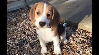 Beagle puppy from 10 weeks to 10 months